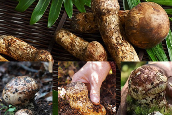 松茸焯水多長(zhǎng)時(shí)間，凍干松茸可以直接吃嗎