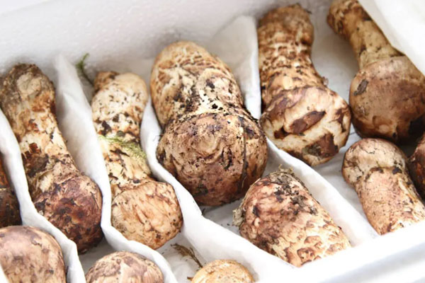 怎么蒸松茸更健康 怎么蒸松茸更健康