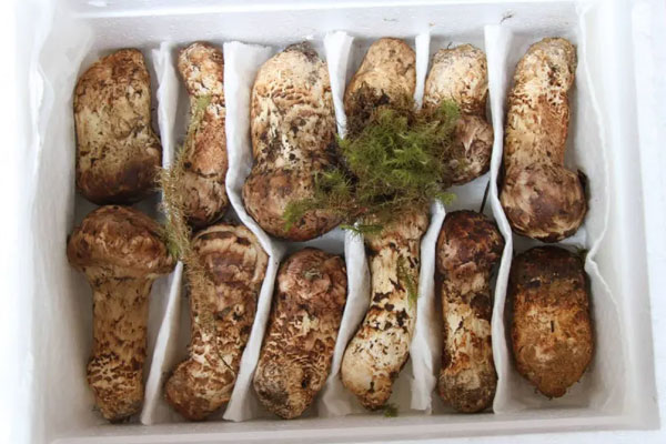 越大的松茸越營養(yǎng)嗎 越大的松茸越營養(yǎng)嗎