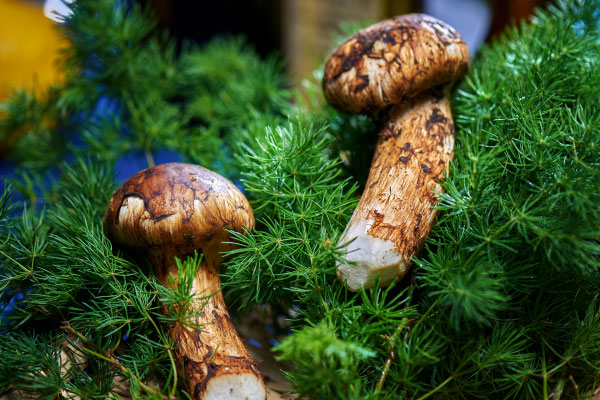 云南松茸幾月份品質(zhì)最好，松茸采摘的時(shí)間是幾月到幾月