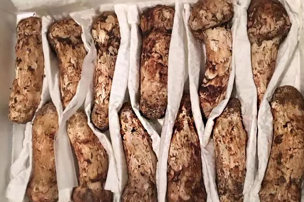 松茸采摘和結(jié)束的月份是什么時候 松茸采摘和結(jié)束的月份是什么時候