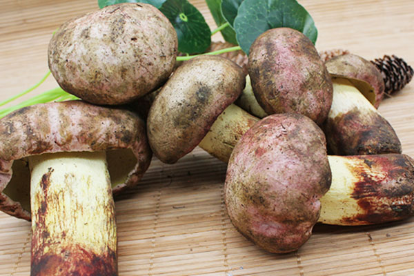 牛肝菌豬肚雞孕婦能吃嗎 牛肝菌豬肚雞孕婦能吃嗎