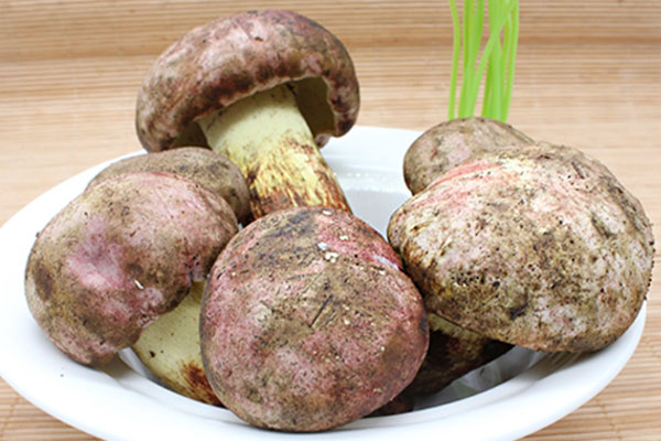 牛肝菌豬肚雞的食用禁忌 牛肝菌豬肚雞的食用禁忌