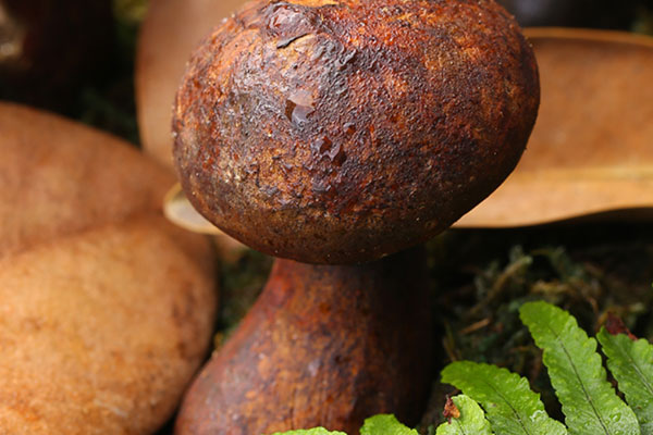 牛肝菌澆頭面的食用禁忌 牛肝菌澆頭面的食用禁忌