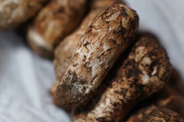 松茸蘆筍湯的食用禁忌 松茸蘆筍湯的食用禁忌