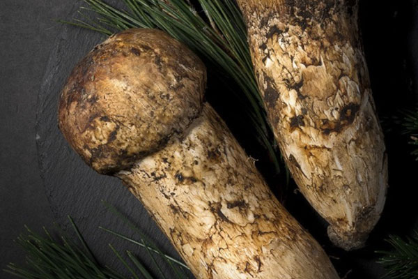 松茸蟲草花排骨湯的功效作用 松茸蟲草花排骨湯的功效作用