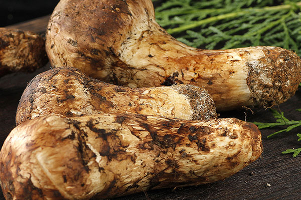 松茸蟲草花排骨湯的食用禁忌 松茸蟲草花排骨湯的食用禁忌