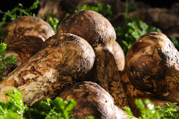 廣式臘腸松茸燜飯的食用禁忌 廣式臘腸松茸燜飯的食用禁忌