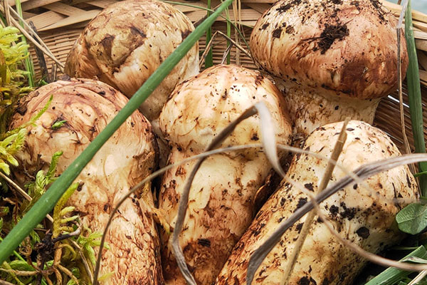 松茸白菜餃子的食用禁忌 松茸白菜餃子的食用禁忌