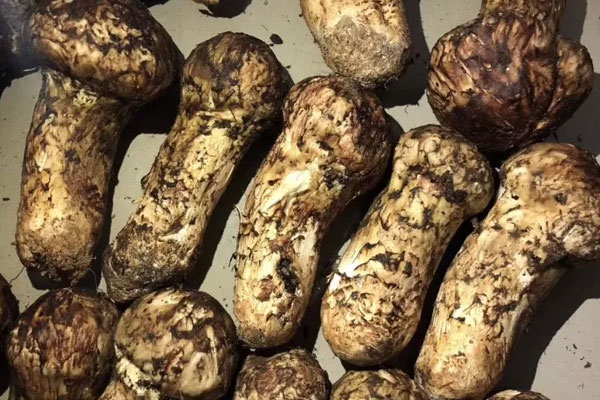 松茸干貝金針菇蛋羹的功效作用 松茸干貝金針菇蛋羹的功效作用