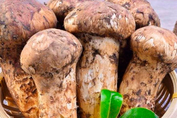 松茸干貝金針菇蛋羹的食用禁忌 松茸干貝金針菇蛋羹的食用禁忌