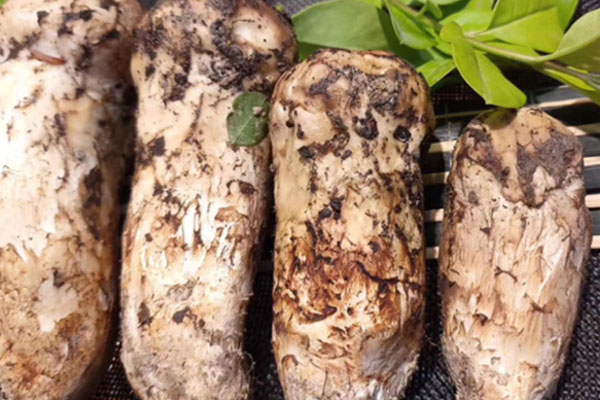 松茸瑪咖鴨湯的功效作用 松茸瑪咖鴨湯的功效作用