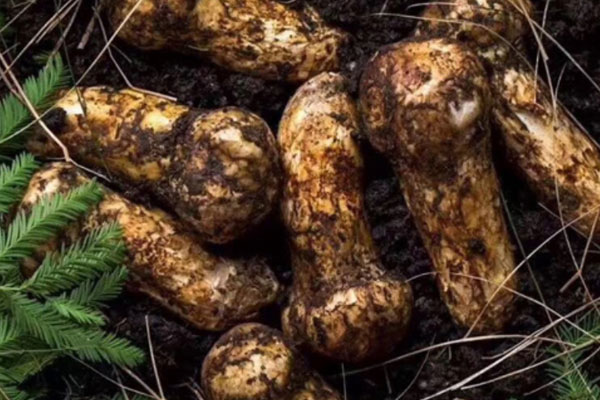 松茸瑪咖鴨湯的食用禁忌 松茸瑪咖鴨湯的食用禁忌