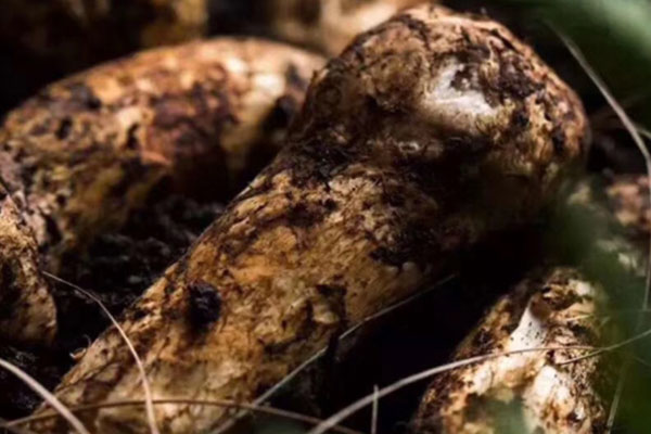 松茸?絲瓜螃蟹雞湯的食用禁忌 松茸?絲瓜螃蟹雞湯的食用禁忌