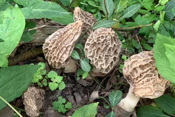 吃羊肚菌對(duì)身體有什么好處，男人吃羊肚菌的功效