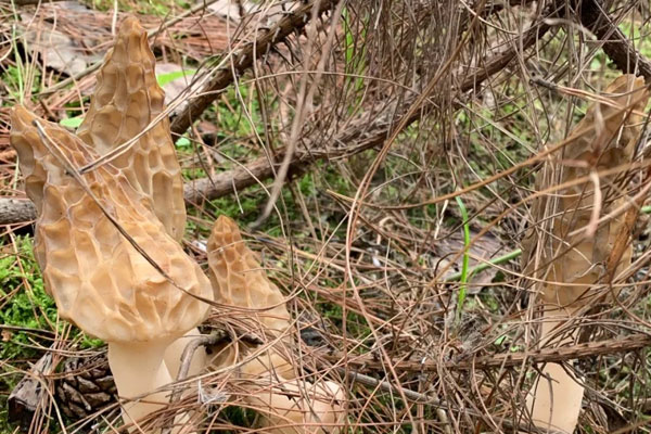羊肚菌對(duì)胃有什么好處，羊肚菌大小與功效有影響嗎