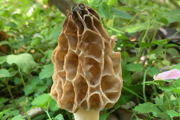 羊肚菌大小和功效作用有關(guān)系嗎 羊肚菌大小和功效作用有關(guān)系嗎