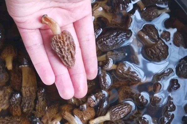 羊肚菌調(diào)理腸胃的吃法 羊肚菌調(diào)理腸胃的吃法