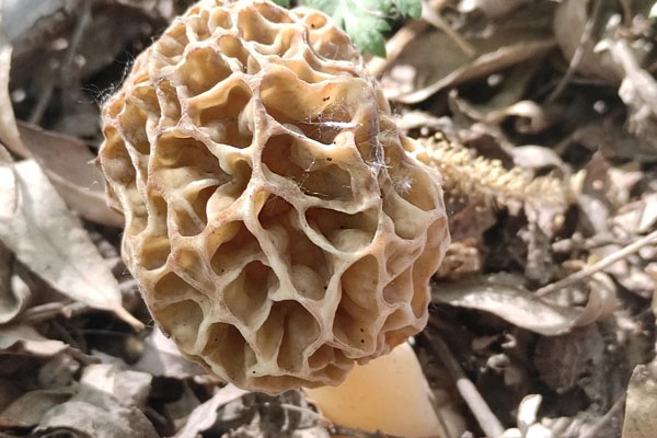 羊肚菌生長(zhǎng)環(huán)境要求，夏天吃羊肚菌好嗎