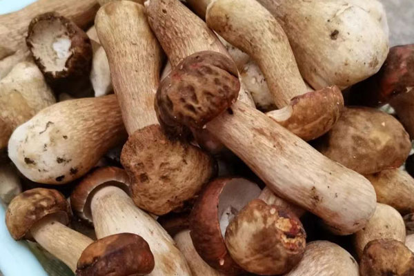 牛肝菌炒洋蔥需要先用水焯一下嗎 牛肝菌炒洋蔥需要先用水焯一下嗎