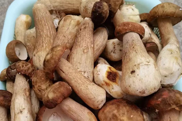 牛肝菌炒洋蔥的功效作用 牛肝菌炒洋蔥的功效作用