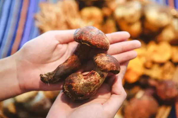 牛肝菌豆芽炒面的食用禁忌 牛肝菌豆芽炒面的食用禁忌