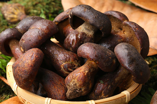 牛肝菌木耳肉丸粉的功效作用 牛肝菌木耳肉丸粉的功效作用