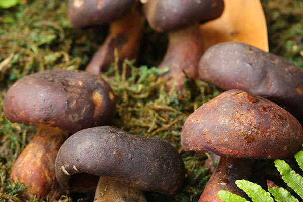 牛肝菌木耳肉丸粉的食用禁忌 牛肝菌木耳肉丸粉的食用禁忌