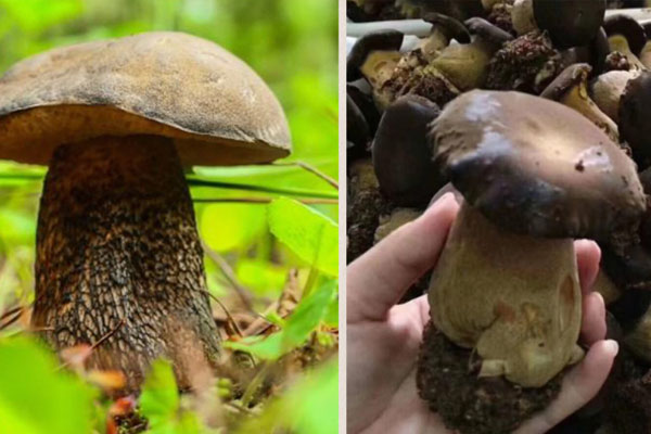 牛肝菌青菜湯含有的嘌呤高嗎 牛肝菌青菜湯含有的嘌呤高嗎