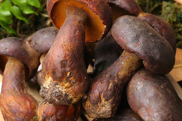 牛肝菌青菜湯有營養(yǎng)嗎 牛肝菌青菜湯有營養(yǎng)嗎