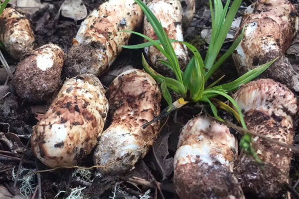 松茸鮑魚雞湯的食用禁忌 松茸鮑魚雞湯的食用禁忌