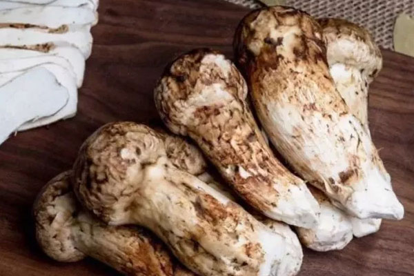 吃新鮮松茸的注意事項 吃新鮮松茸的注意事項