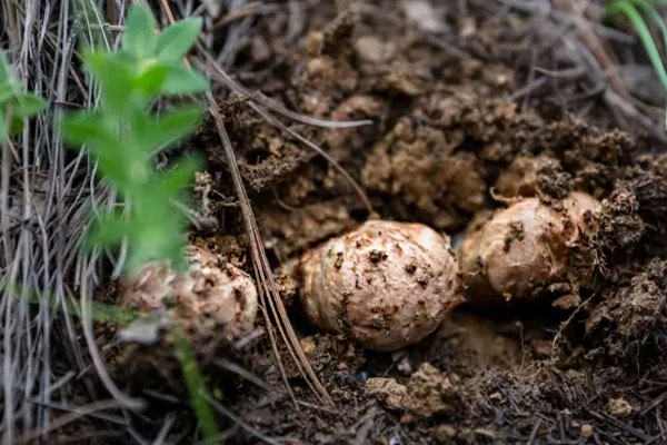 新鮮松茸什么時候上市 新鮮松茸什么時候上市