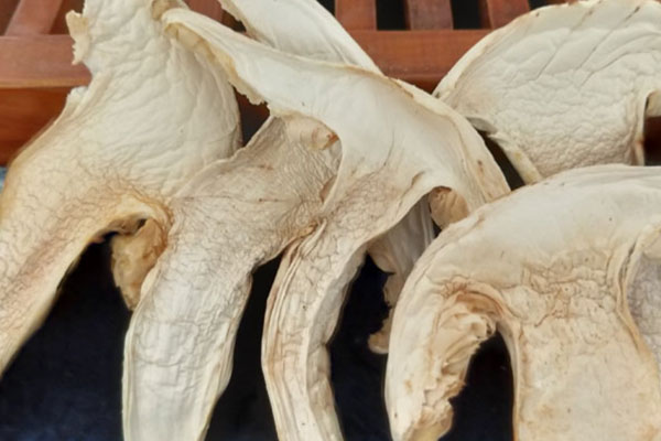 咳嗽可以吃松茸嗎 咳嗽可以吃松茸嗎