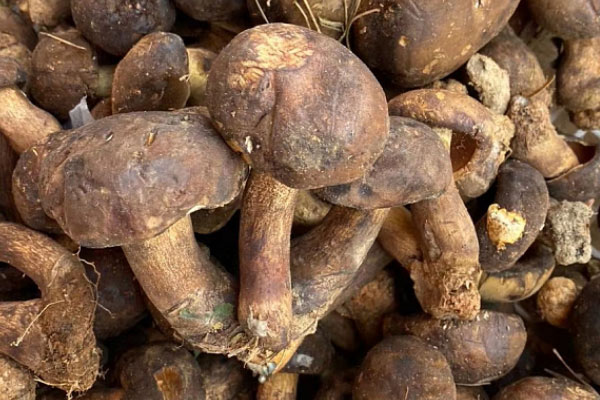 新鮮牛肝菌如何處理好，怎么判斷牛肝菌熟沒(méi)熟