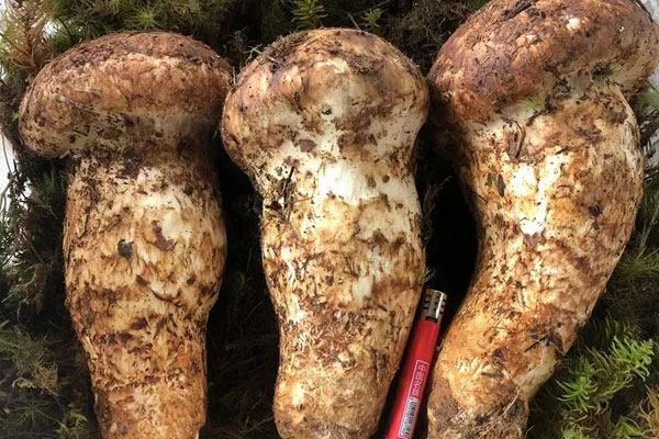 吃中藥期間能吃松茸嗎，大骨松茸湯去火嗎