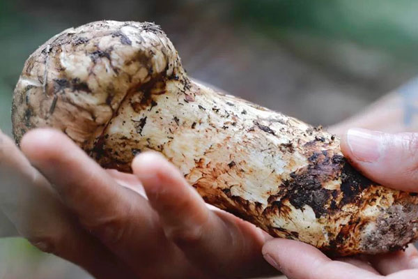 慢性腸炎可以吃松茸嗎，心血管堵塞可以喝松茸湯嗎