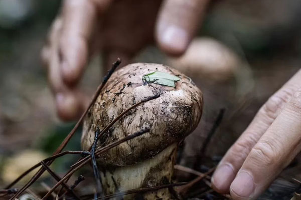 怎么吃松茸起到預防心腦血管的作用 怎么吃松茸起到預防心腦血管的作用