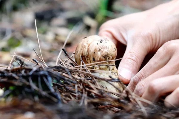 松茸對(duì)甲狀腺有好處嗎，松茸對(duì)糖尿病的好處