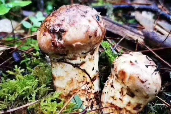 松茸對(duì)胃有什么好處，松茸的藥性與功效