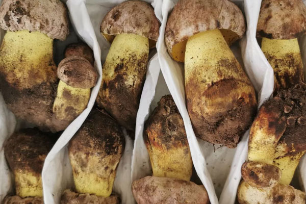 牛肝菌石斛瘦肉湯的禁忌人群 牛肝菌石斛瘦肉湯的禁忌人群