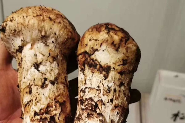 松茸扇貝飯的禁忌人群 松茸扇貝飯的禁忌人群