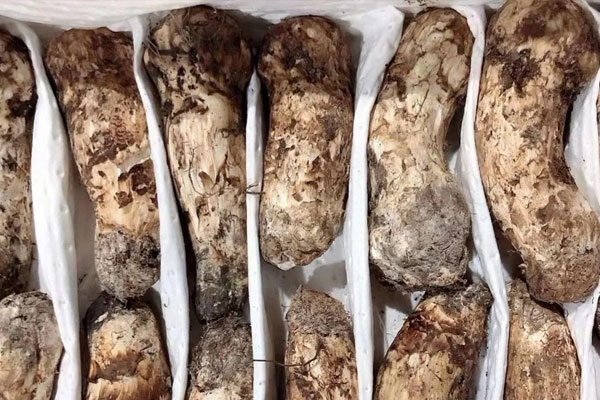 松茸花膠雞湯面的功效作用 松茸花膠雞湯面的功效作用