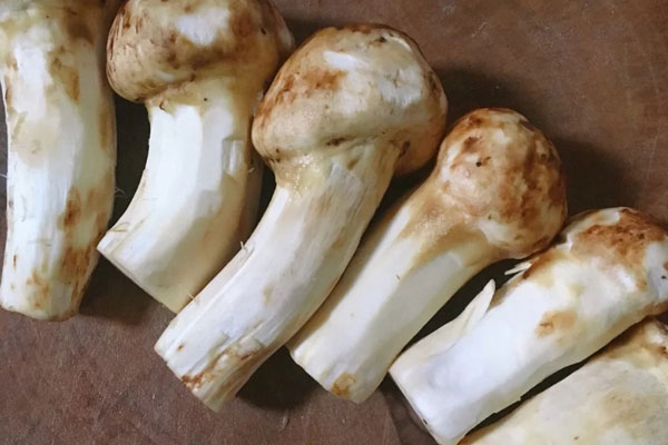 松茸花膠雞湯面的禁忌人群 松茸花膠雞湯面的禁忌人群