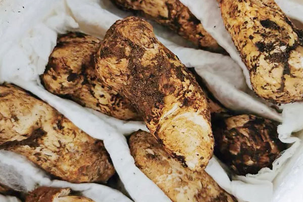 松茸歐姆蛋的食用禁忌 松茸歐姆蛋的食用禁忌