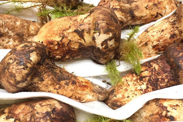 松茸對(duì)心臟有好處嗎，松茸對(duì)肝硬化有好處嗎