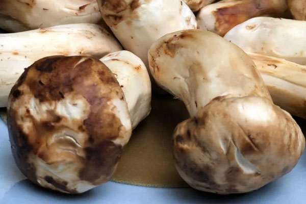 松茸對肝硬化好嗎 松茸對肝硬化好嗎