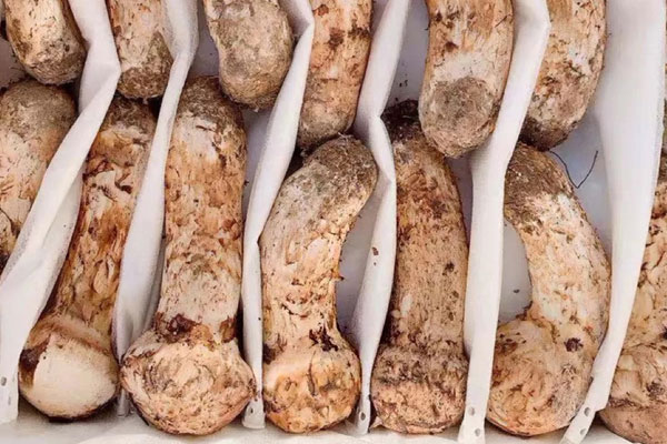 怎么吃松茸對心臟好 怎么吃松茸對心臟好