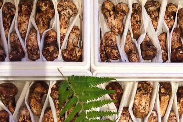 松茸豌豆排骨飯的禁忌人群