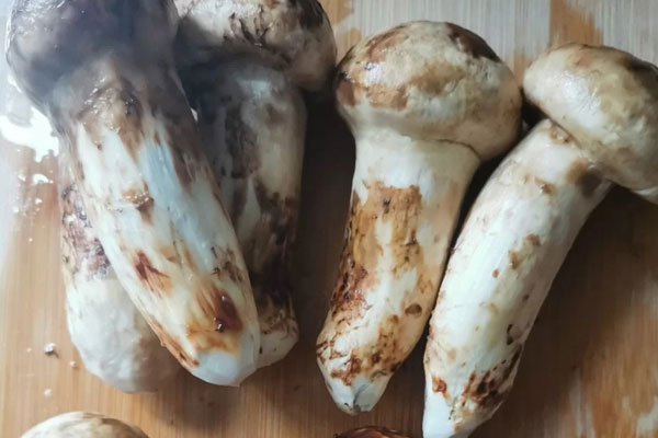 松茸青豆鮮蝦蛋羹的禁忌人群 松茸青豆鮮蝦蛋羹的禁忌人群